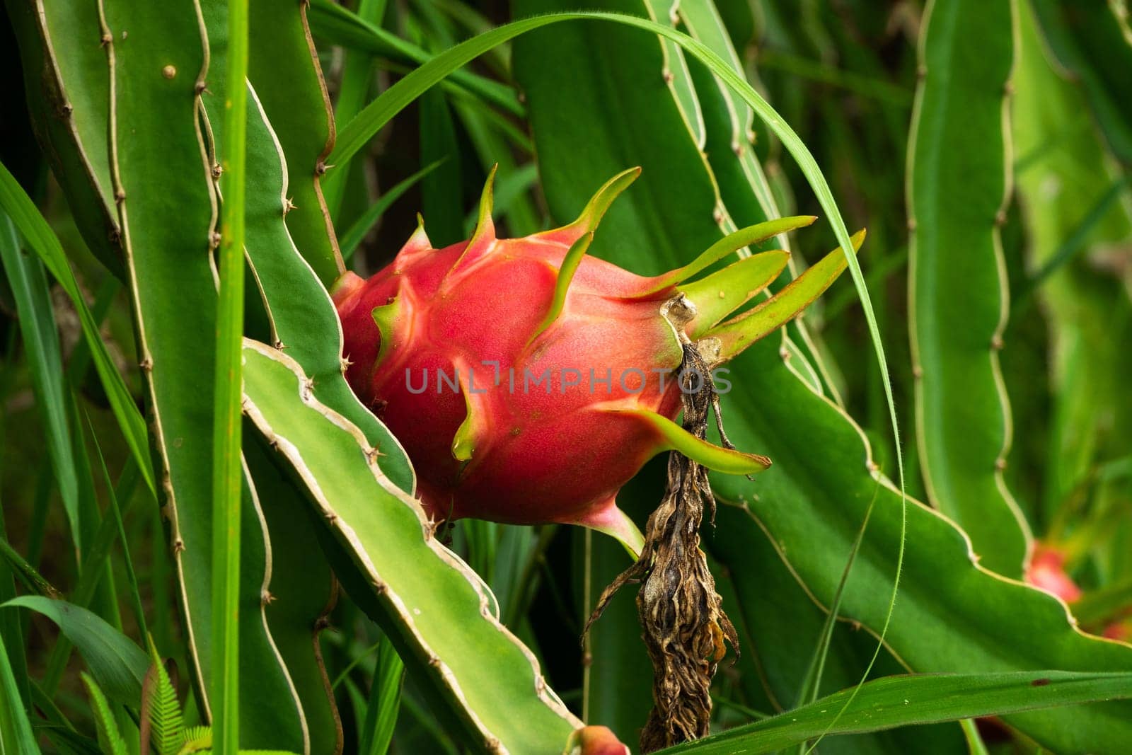 Dragon Fruit, close up of pitaya on cactus plant