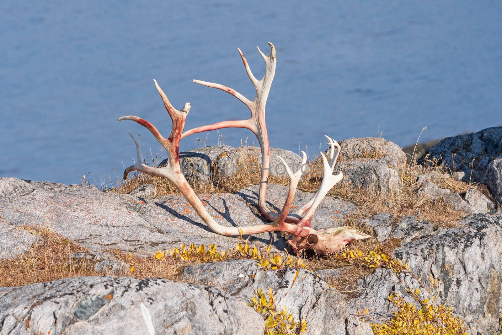Caribou Skull and Antlers in the Remote Arctic Village of Itilleq, Greenland