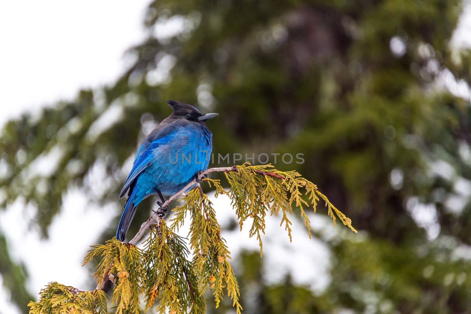Closeup view of a Stellar's Jay in Mt. Rainier National Park