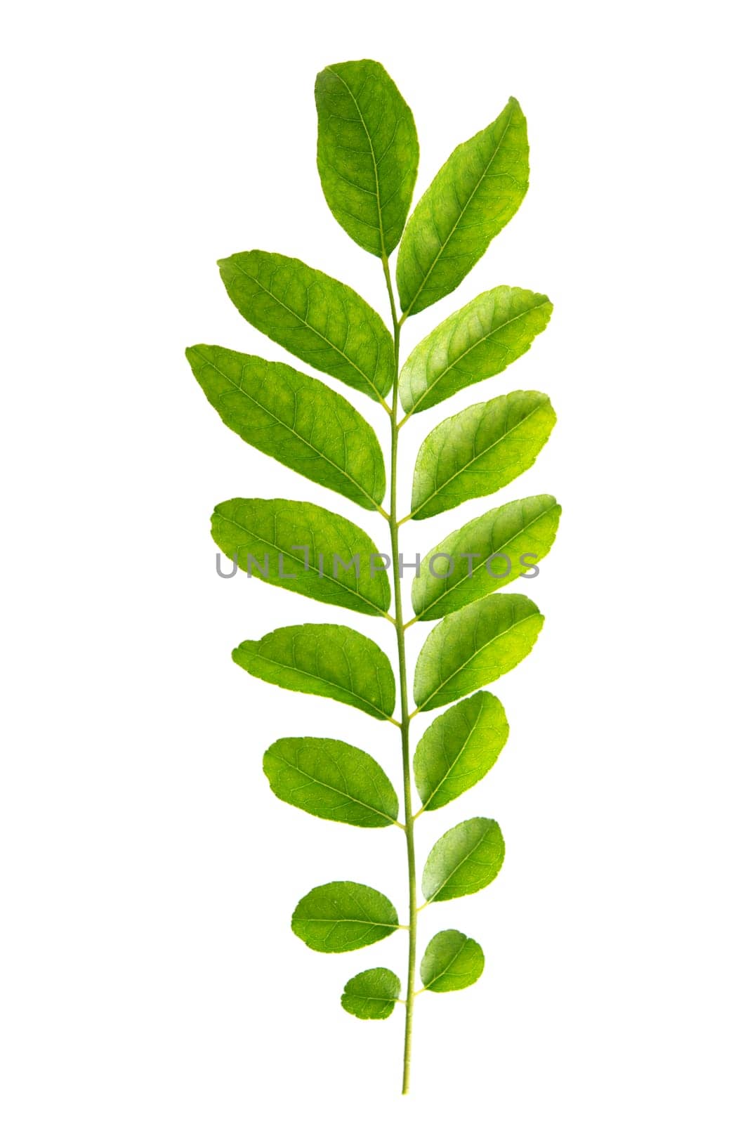 Fresh raw green curry leaves isolated on white background.