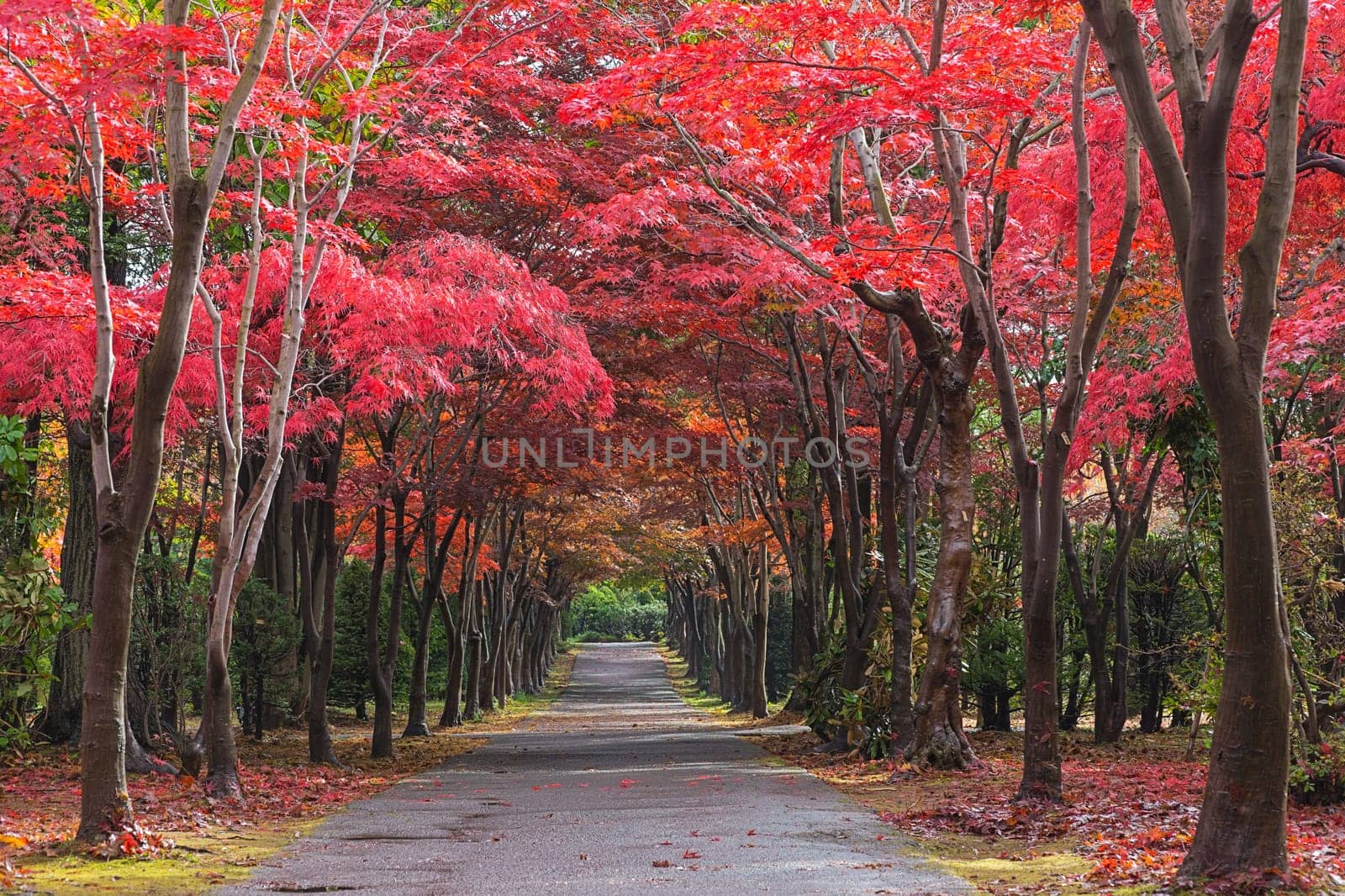 This photo was shot from Hiraoka Tree Art Center in Sapporo, Hokkaido, Japan. All trees change color from green to red in autumn before coming winter. This place is one of popular for tourist attraction in Sapporo.