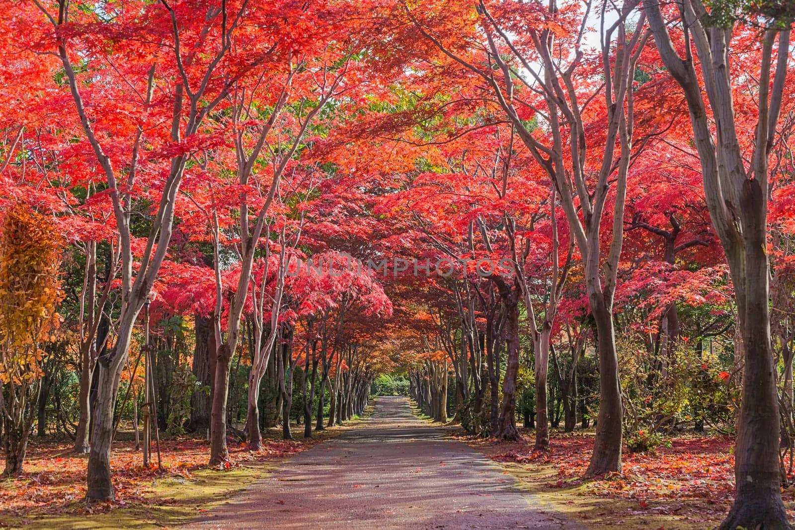 This photo was shot from Hiraoka Tree Art Center in Sapporo, Hokkaido, Japan. All trees change color from green to red in autumn before coming winter. This place is one of popular for tourist attraction in Sapporo.