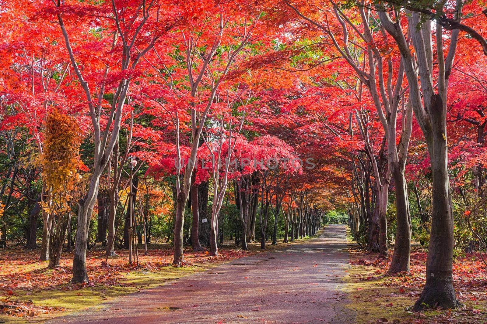 This photo was shot from Hiraoka Tree Art Center in Sapporo, Hokkaido, Japan. All trees change color from green to red in autumn before coming winter. This place is one of popular for tourist attraction in Sapporo.