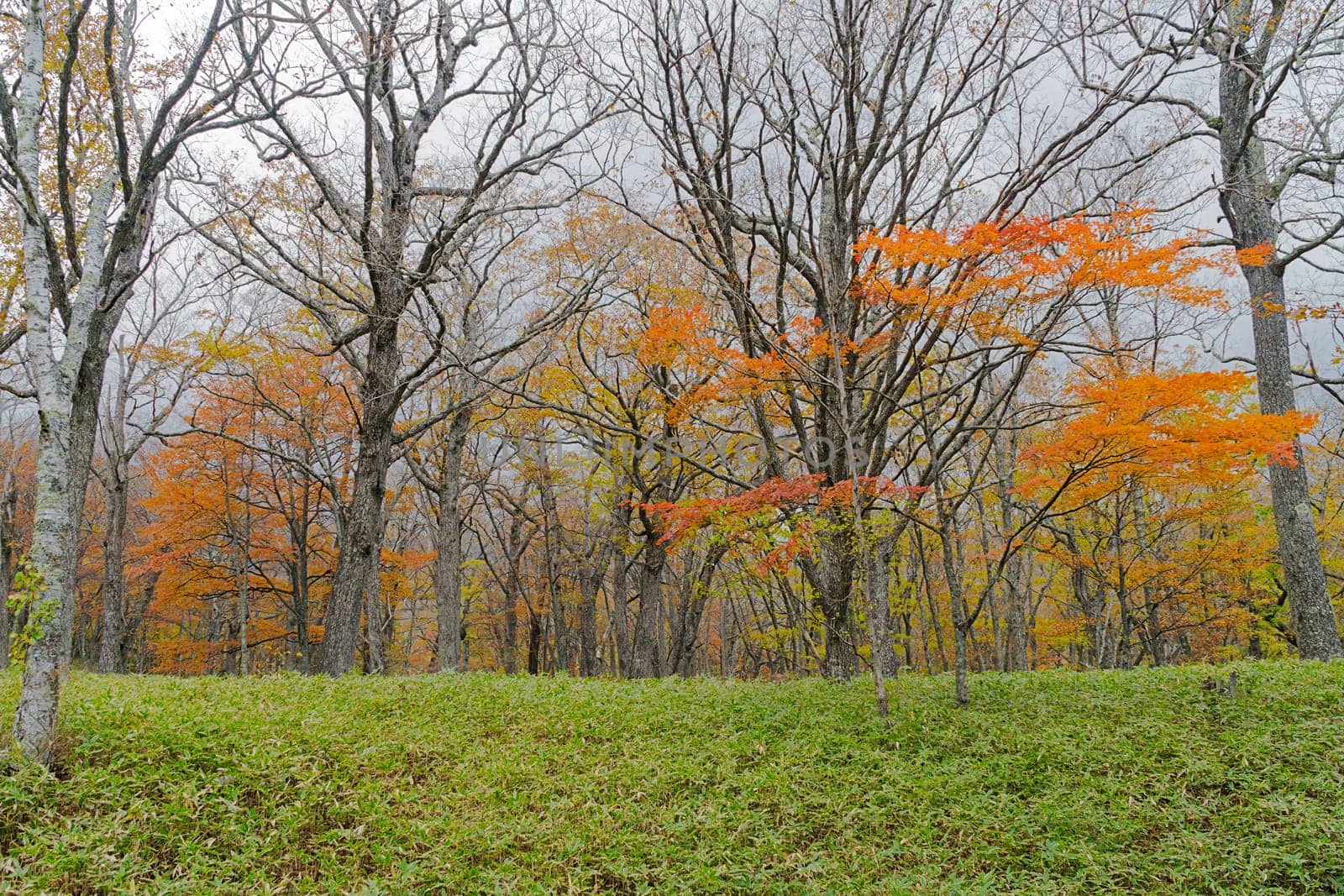 Nikko is well known for its scenic beauty surrounded by natural attractions such as mountains, marshlands, and lakes. It is also very popular for those who love to hiking or trekking. This photo was shot in autumn.