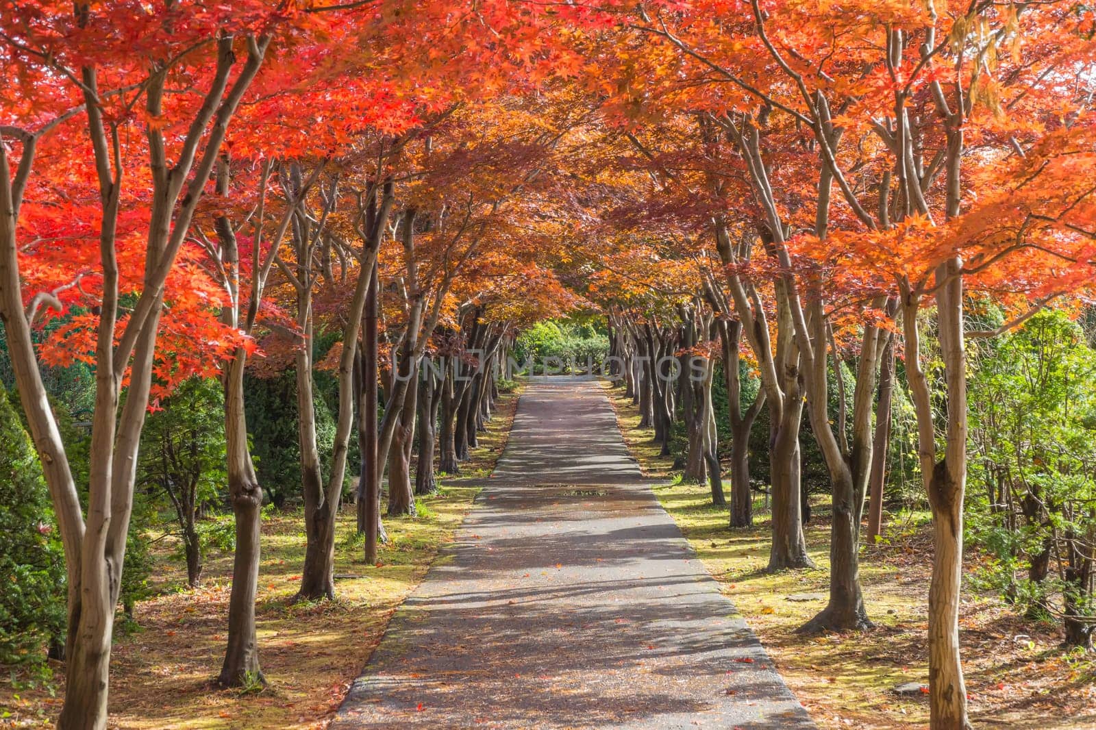 This photo was shot from Hiraoka Tree Art Center in Sapporo, Hokkaido, Japan. All trees change color from green to red in autumn before coming winter. This place is one of popular for tourist attraction in Sapporo.