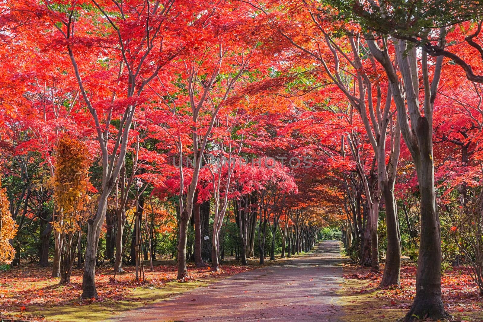 This photo was shot from Hiraoka Tree Art Center in Sapporo, Hokkaido, Japan. All trees change color from green to red in autumn before coming winter. This place is one of popular for tourist attraction in Sapporo.