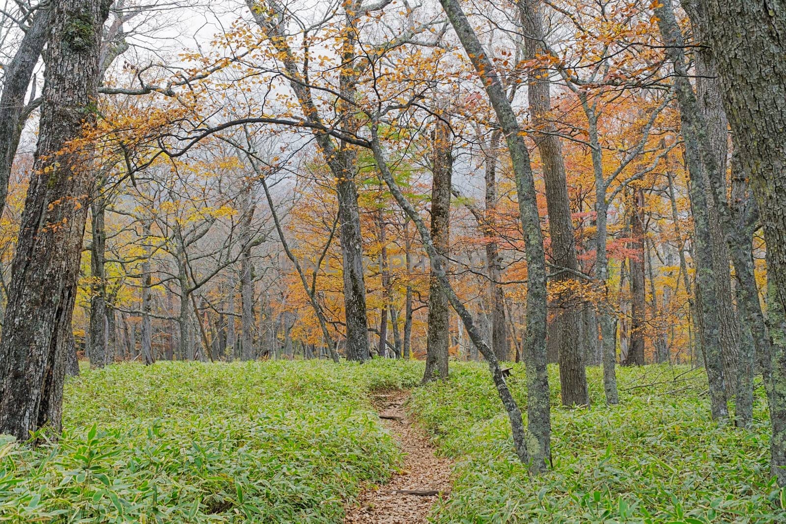 Nikko is well known for its scenic beauty surrounded by natural attractions such as mountains, marshlands, and lakes. It is also very popular for those who love to hiking or trekking. This photo was shot in autumn.