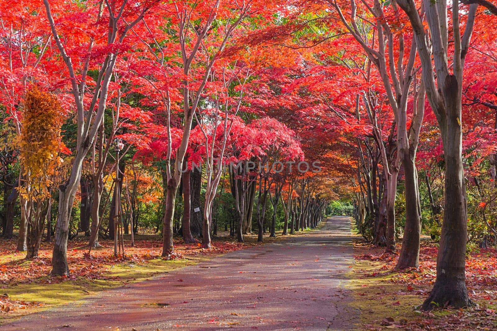 This photo was shot from Hiraoka Tree Art Center in Sapporo, Hokkaido, Japan. All trees change color from green to red in autumn before coming winter. This place is one of popular for tourist attraction in Sapporo.