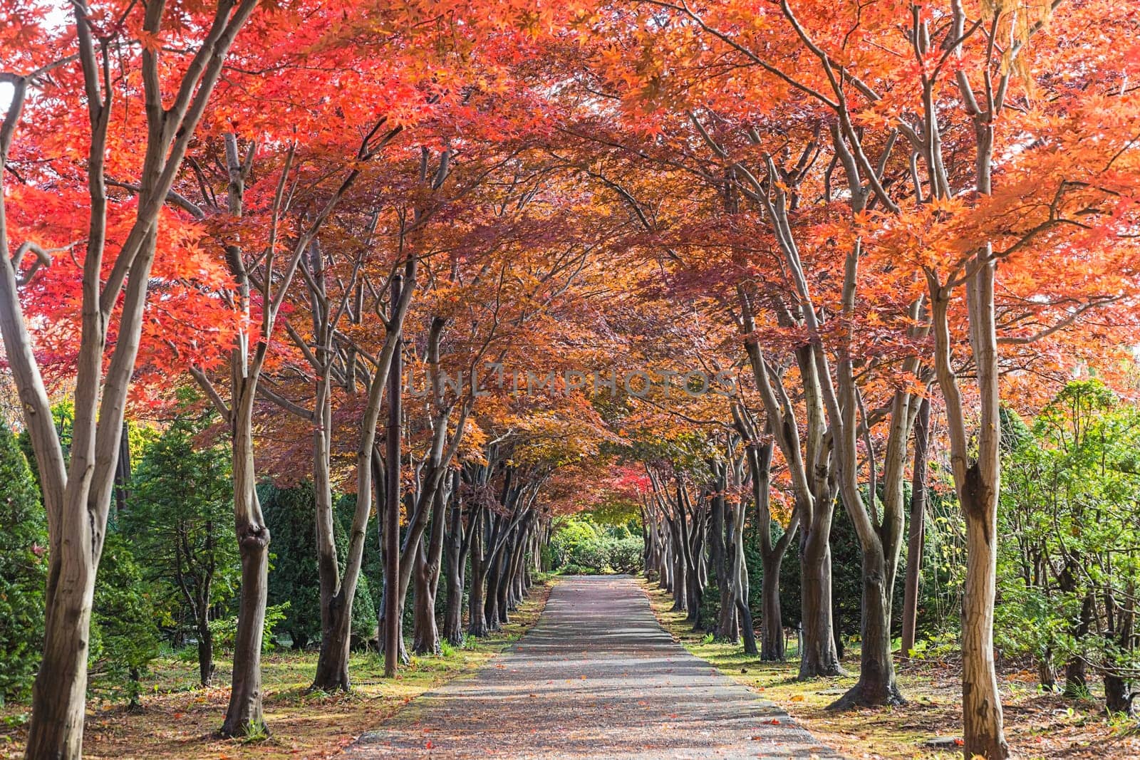 This photo was shot from Hiraoka Tree Art Center in Sapporo, Hokkaido, Japan. All trees change color from green to red in autumn before coming winter. This place is one of popular for tourist attraction in Sapporo.