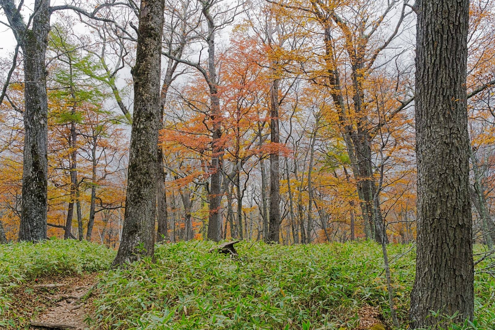 Nikko is well known for its scenic beauty surrounded by natural attractions such as mountains, marshlands, and lakes. It is also very popular for those who love to hiking or trekking. This photo was shot in autumn.