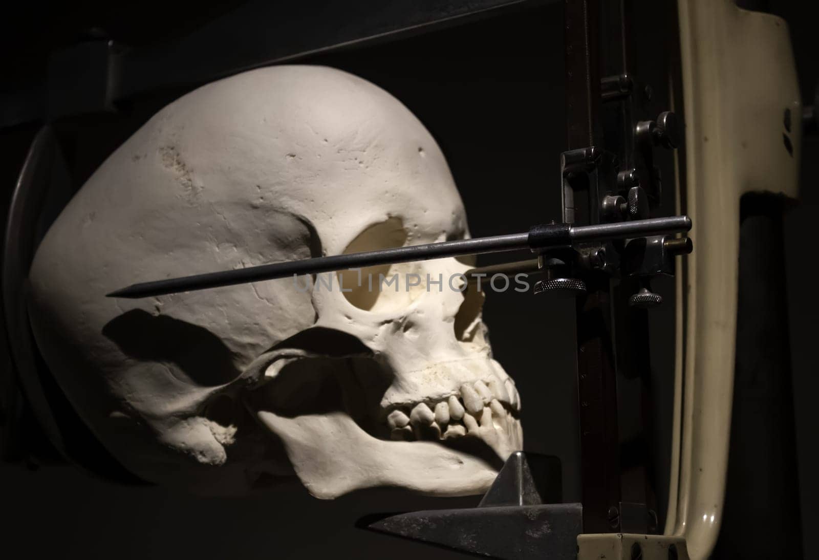 Medical cranium for studies, medicine detail