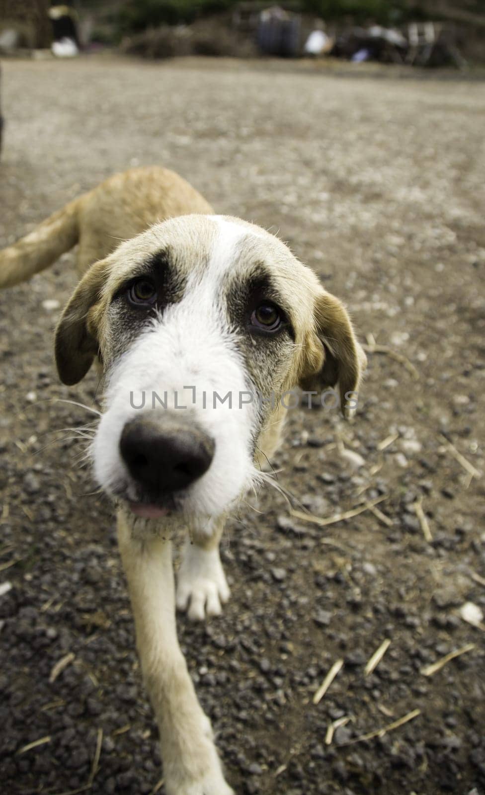 Sad mastiff dogs in field, animal abandonment