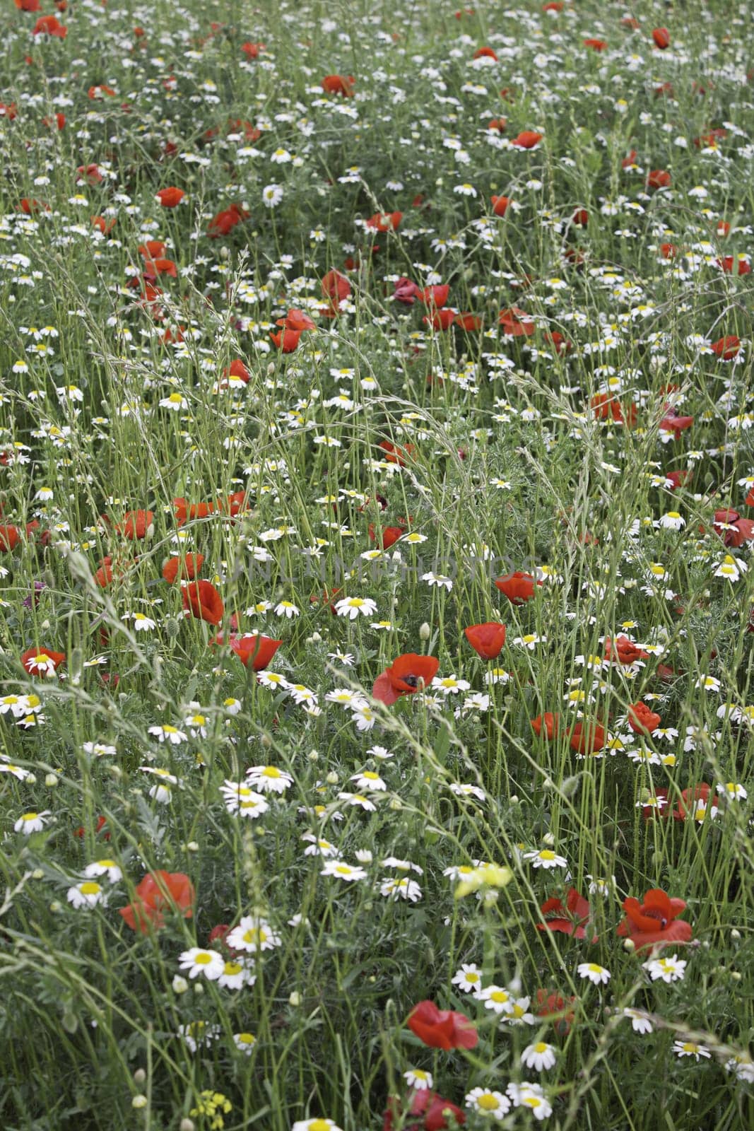 Poppies and daisies in field with grass and vegetation nature and flowers
