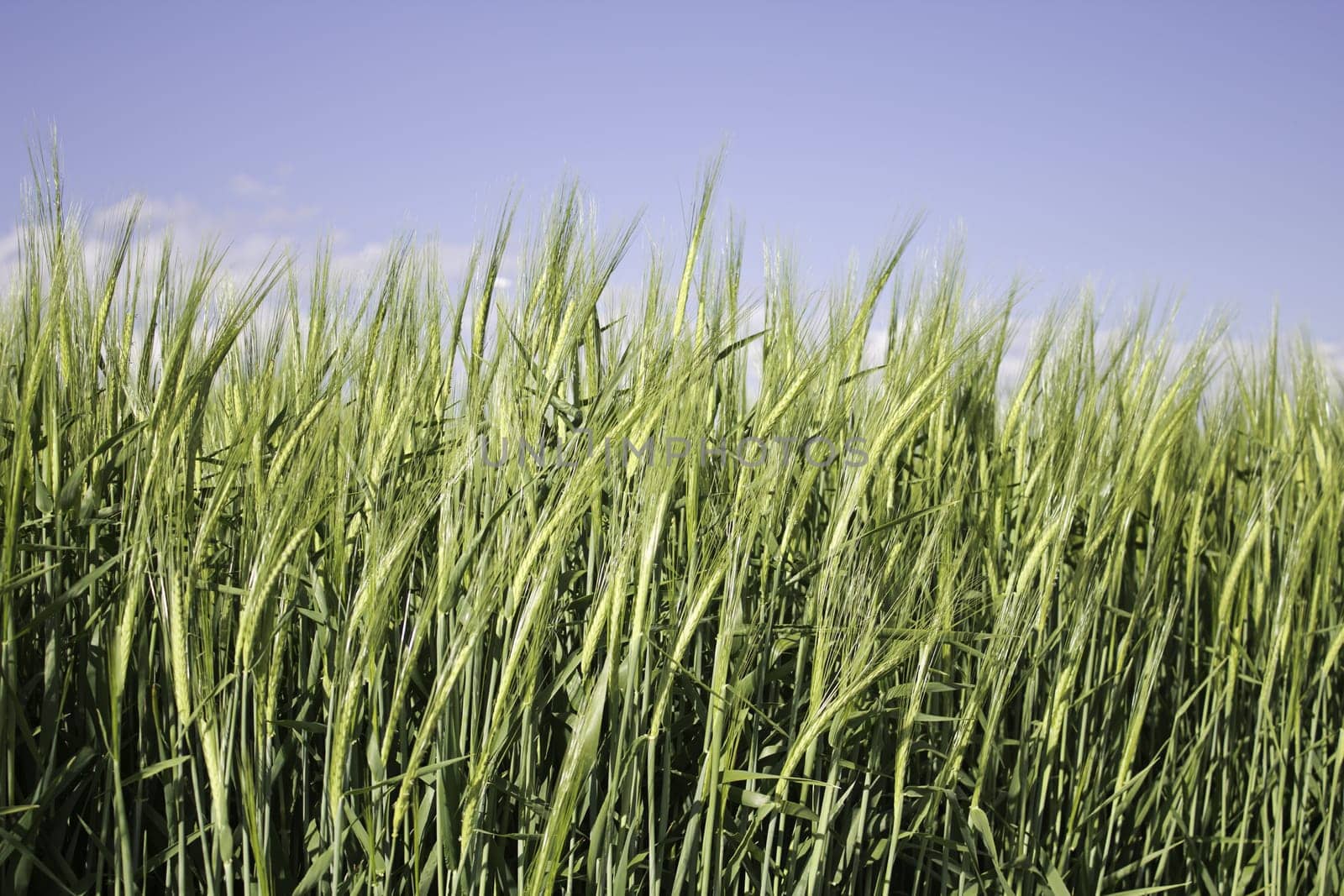 Cereals and wheat in field planting outdoors, nature and agriculture