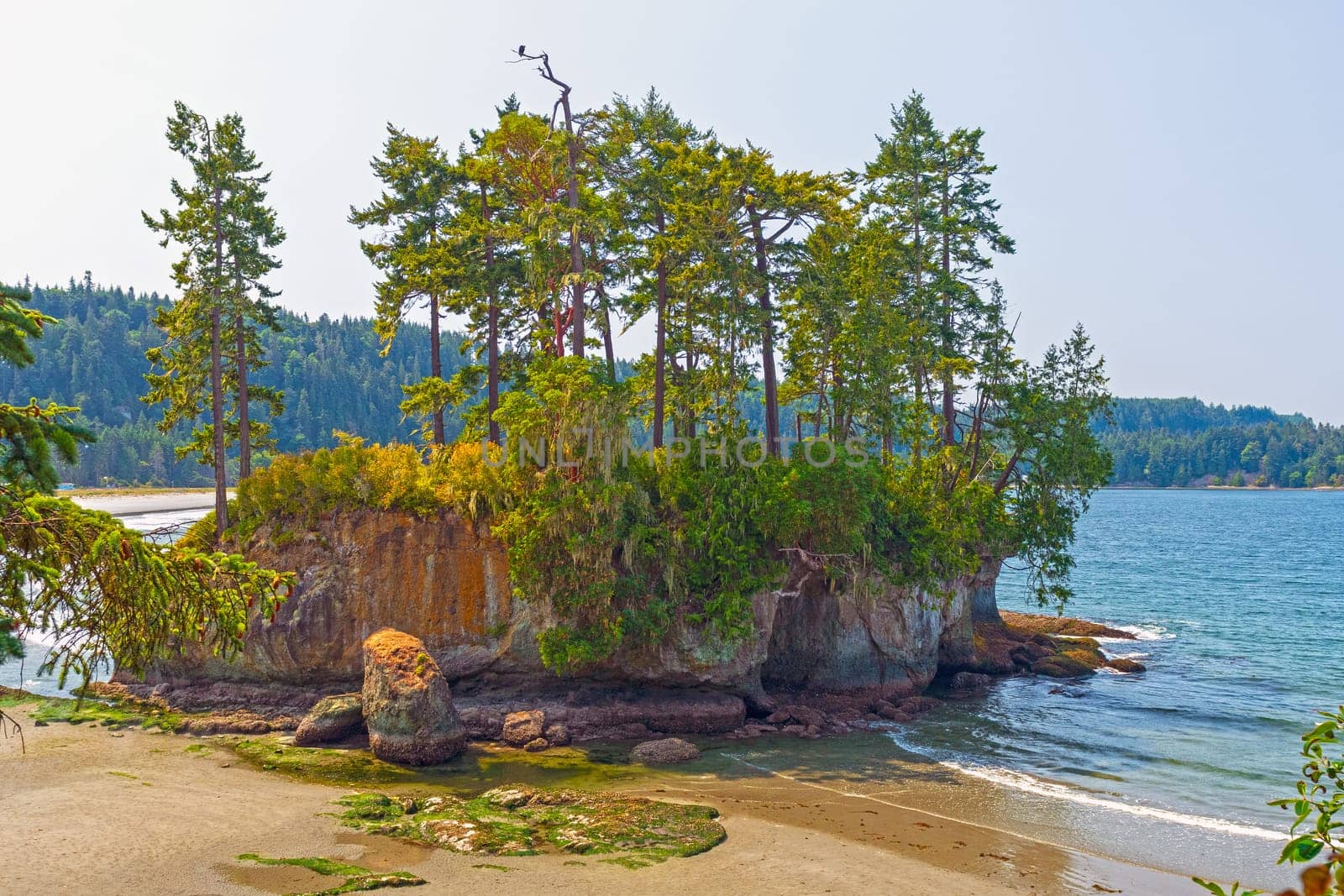 Verdant Coastal Island at Low Tide in on the coast of the Olympic Peninsula at Salt Creek Recreation Area in Washington