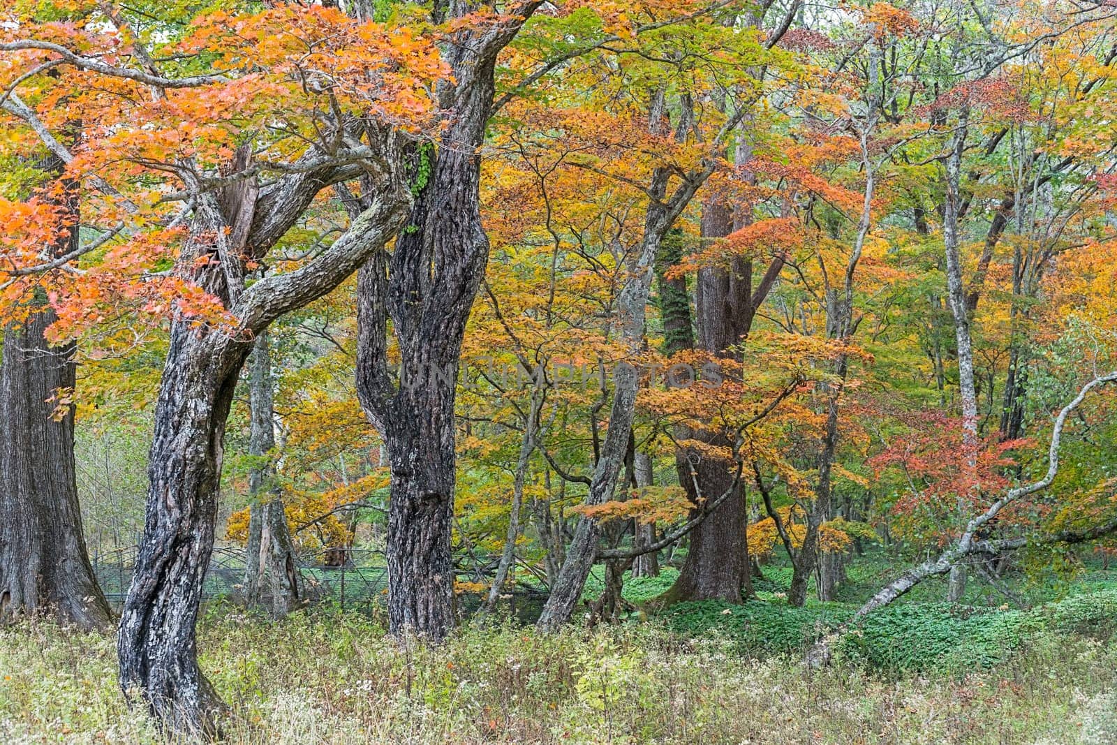 Nikko is well known for its scenic beauty surrounded by natural attractions such as mountains, marshlands, and lakes. It is also very popular for those who love to hiking or trekking. This photo was shot in autumn.