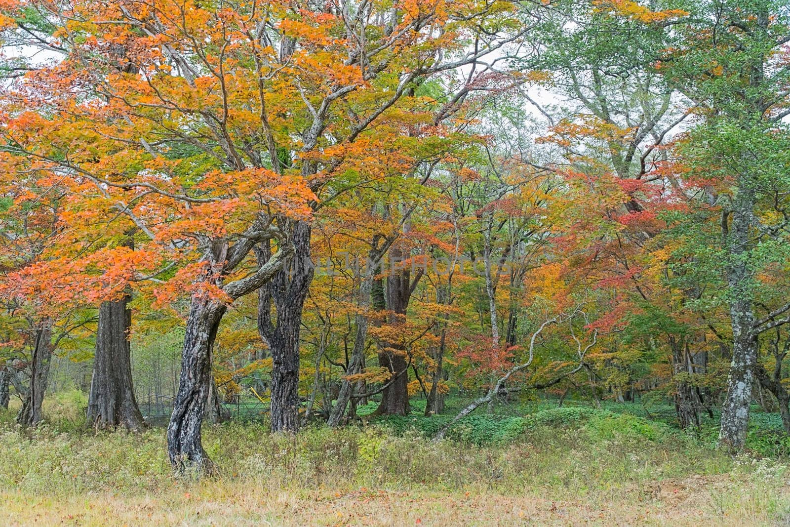 Nikko is well known for its scenic beauty surrounded by natural attractions such as mountains, marshlands, and lakes. It is also very popular for those who love to hiking or trekking. This photo was shot in autumn.