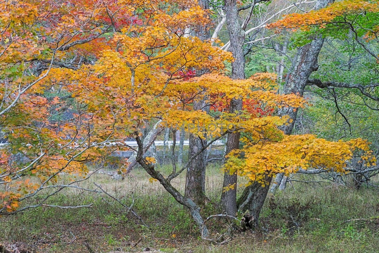 Nikko is well known for its scenic beauty surrounded by natural attractions such as mountains, marshlands, and lakes. It is also very popular for those who love to hiking or trekking. This photo was shot in autumn.