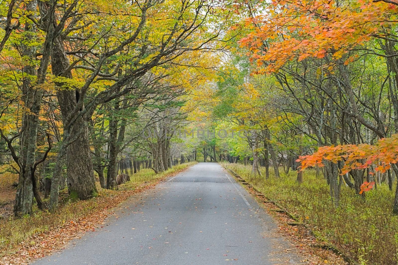 Nikko is well known for its scenic beauty surrounded by natural attractions such as mountains, marshlands, and lakes. It is also very popular for those who love to hiking or trekking. This photo was shot in autumn.