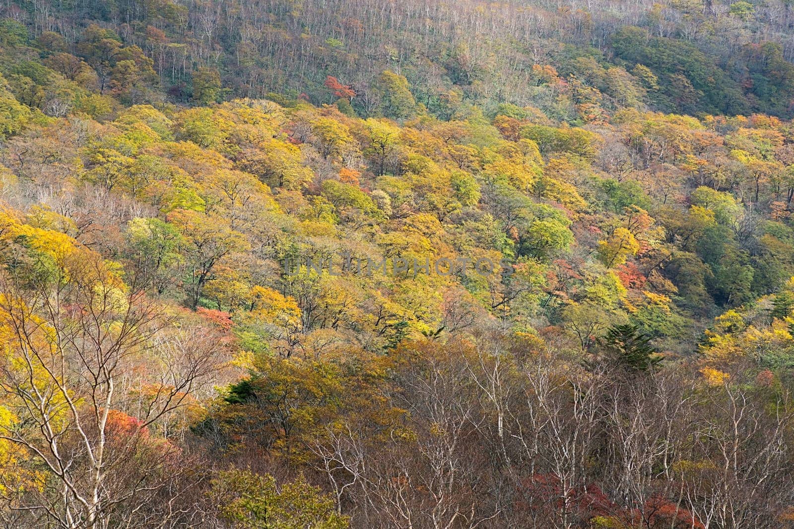 Kirifuri highland is the area on the southeastern side of Mount Akanagi. It is located to the north within a range of 3 to 8 km from central Nikko city. Most of area is located at the level of over 1,000 meters, and grassland and forests spread.