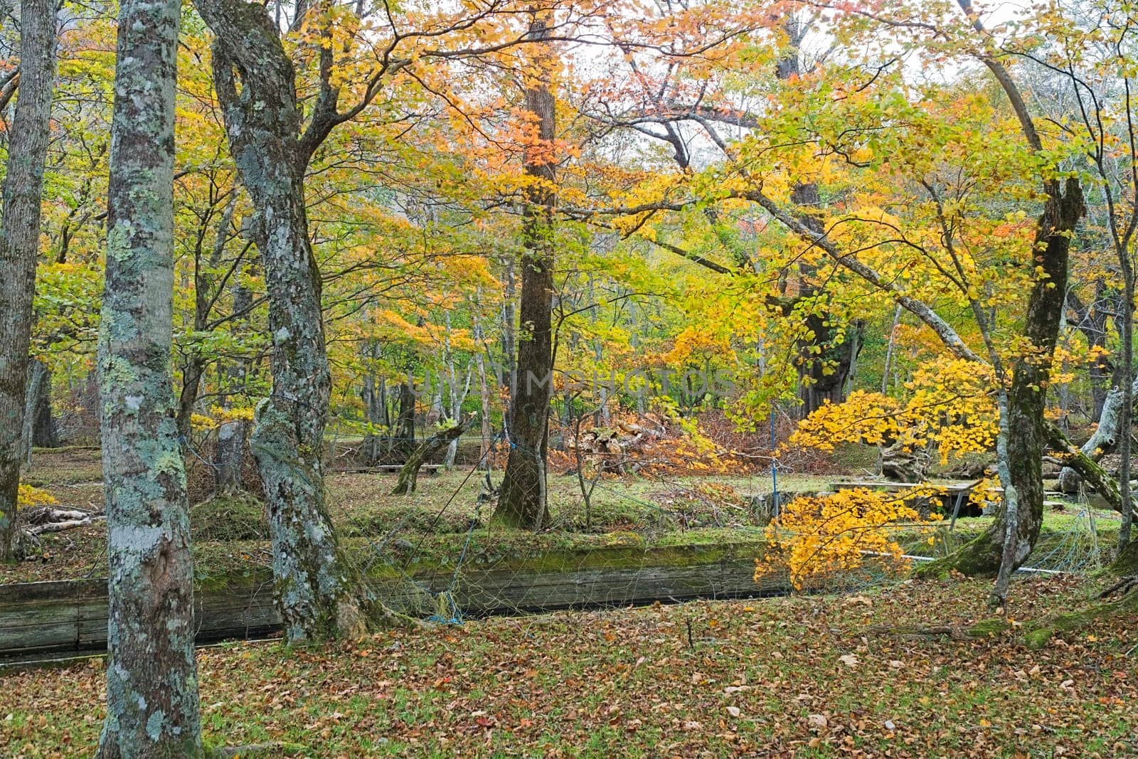 Nikko is well known for its scenic beauty surrounded by natural attractions such as mountains, marshlands, and lakes. It is also very popular for those who love to hiking or trekking. This photo was shot in autumn.
