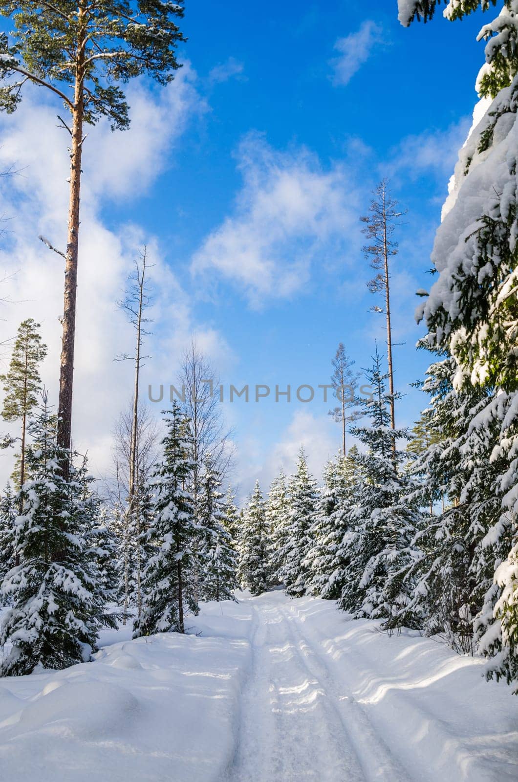 The road through the beautiful coniferous snowy forest