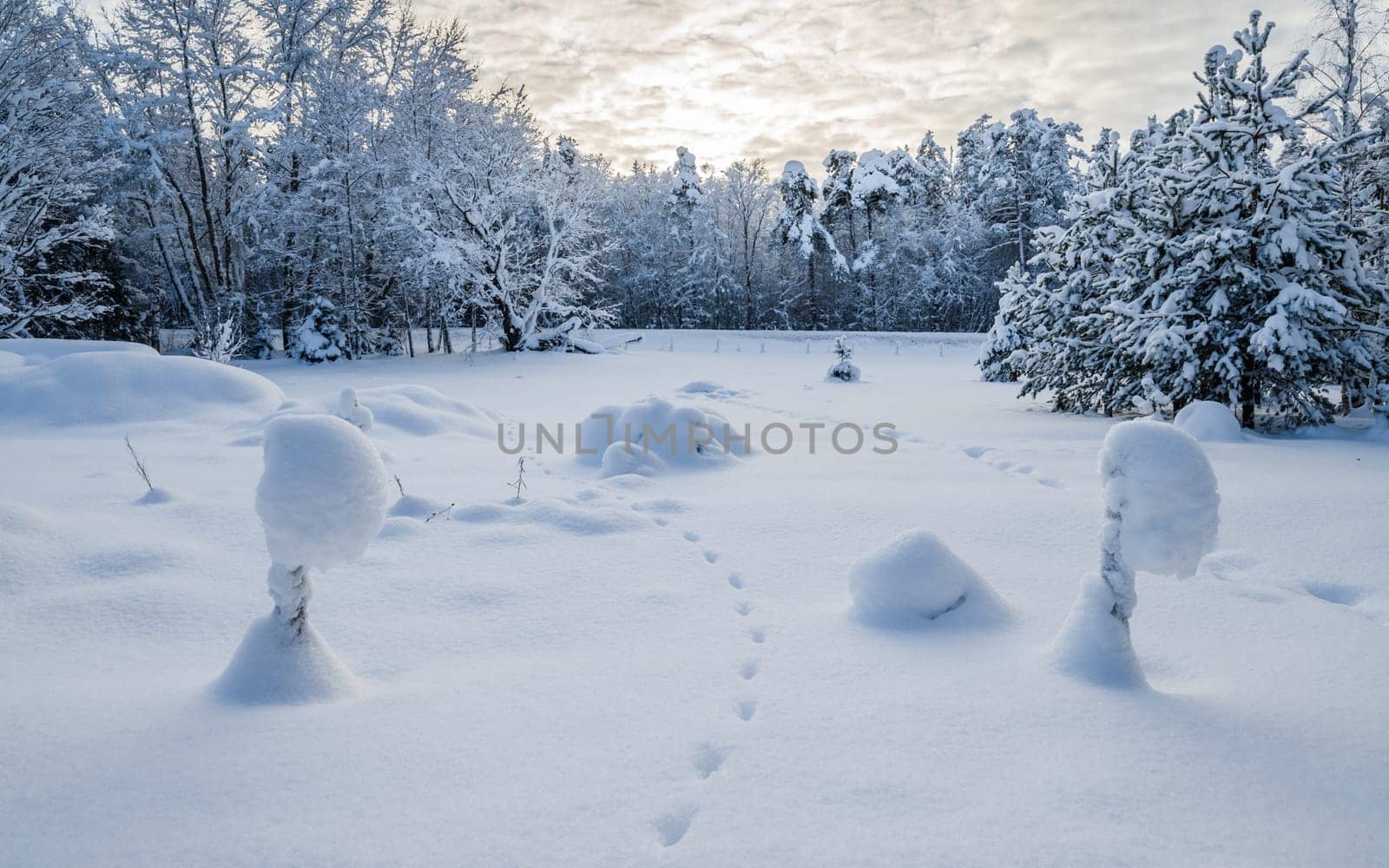 Snow-covered landscape in the countryside. Viitna, Estonia