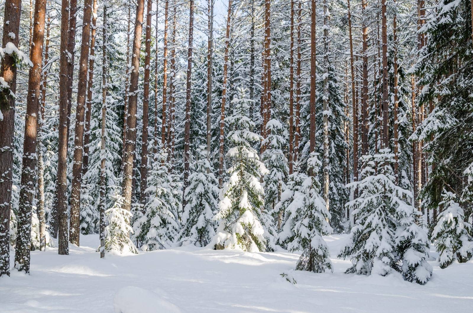 Firs and pines in the forest after snowfall