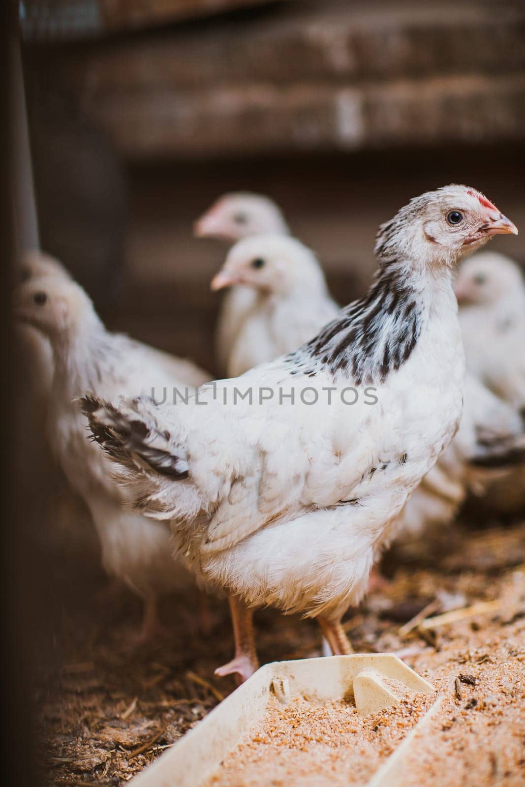 Eating hens near coop selective focus with blured background