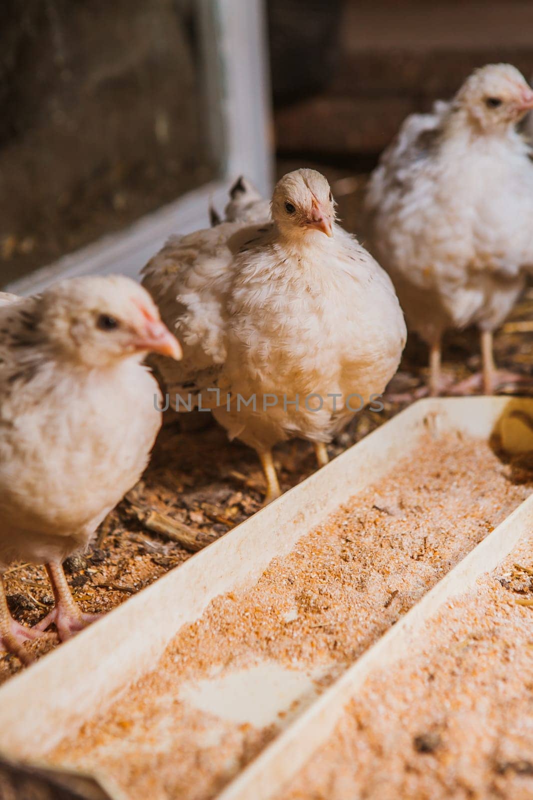 Eating hens near coop selective focus with blured background