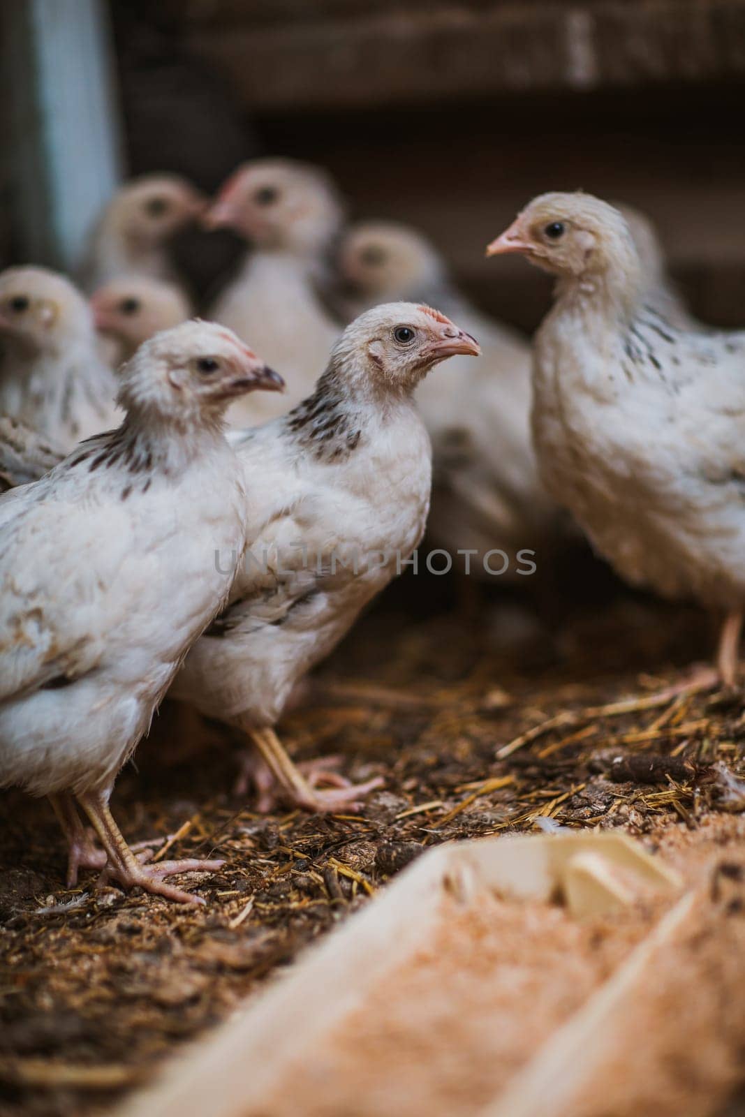 Eating hens near coop selective focus with blured background