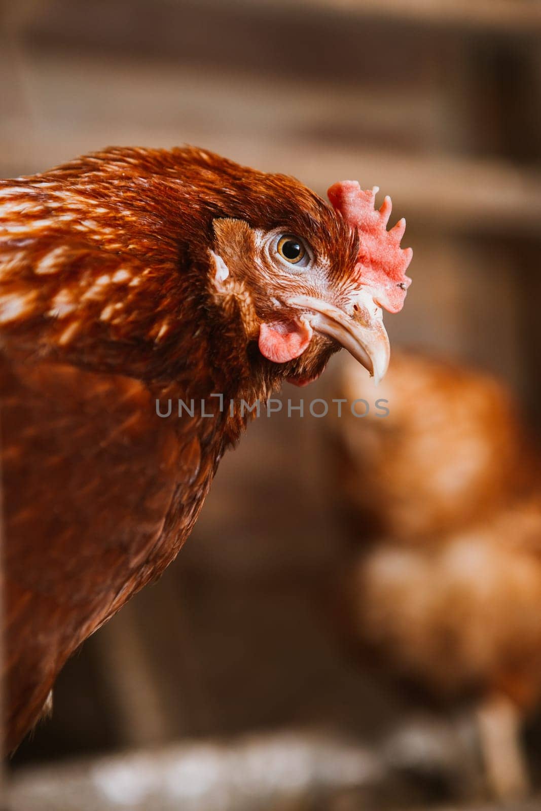 chickens in the coop selective focus with blured background