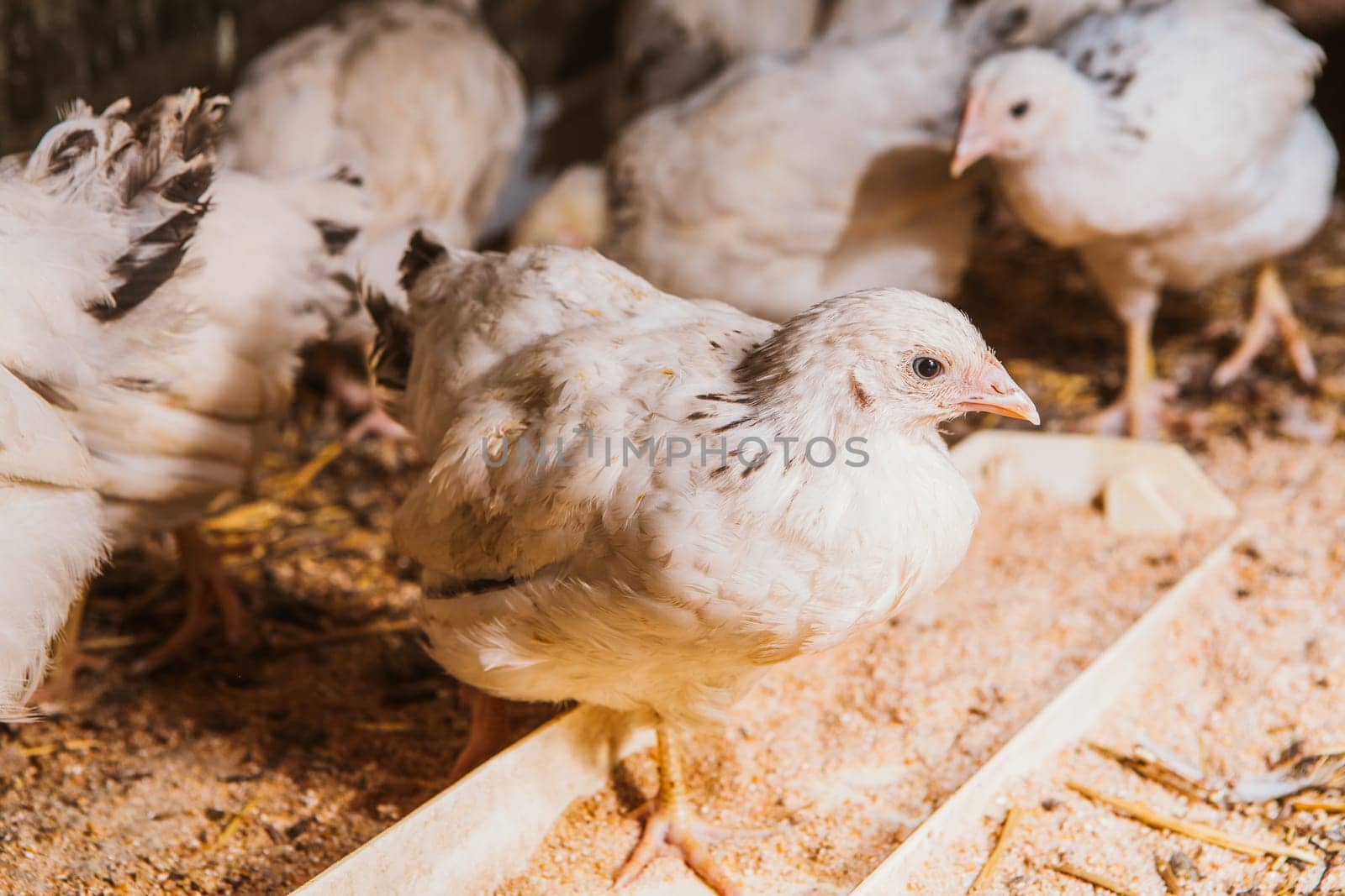 Eating hens near coop selective focus with blured background