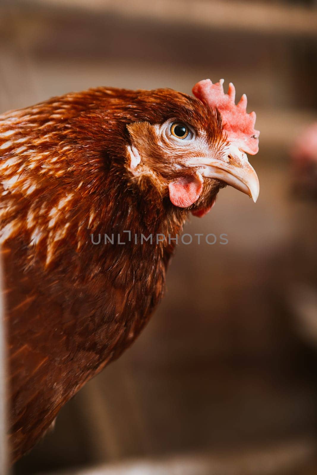 chickens in the coop selective focus with blured background