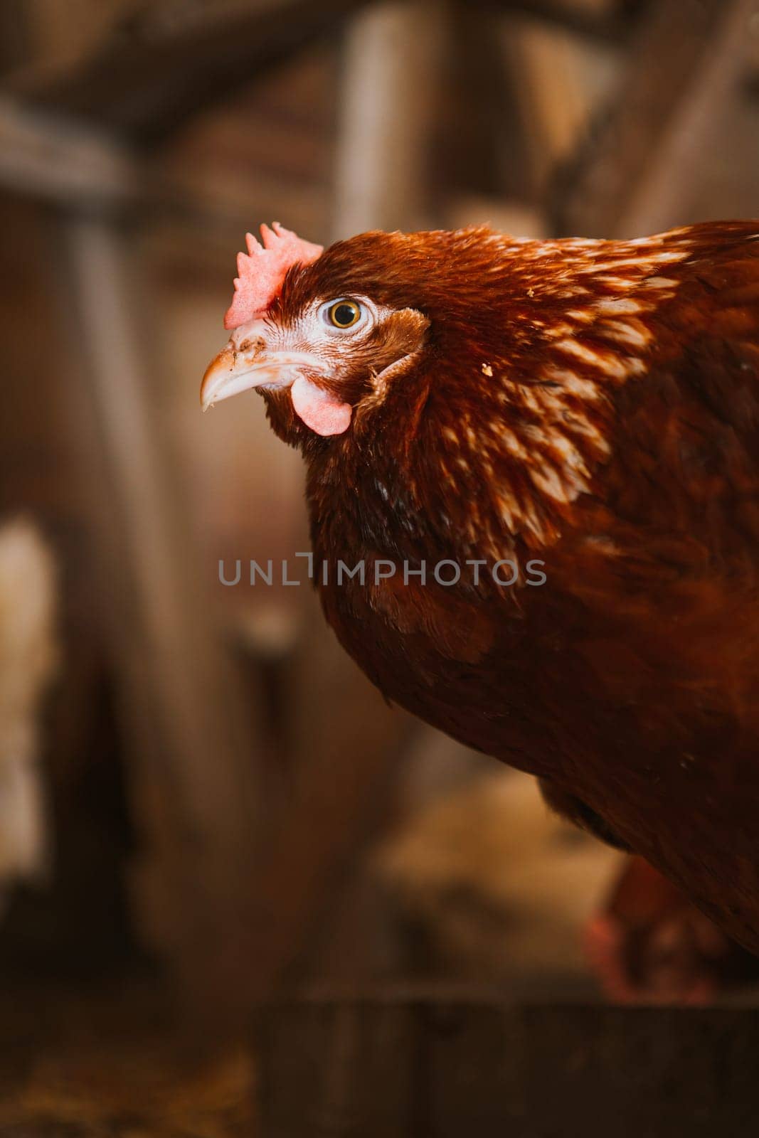 chickens in the coop selective focus with blured background