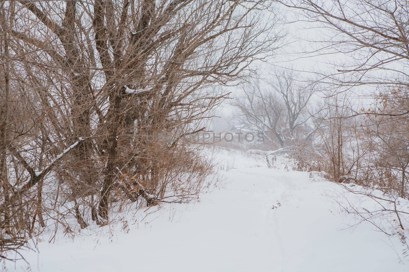 Winter landscape. Pine branch tree under snow