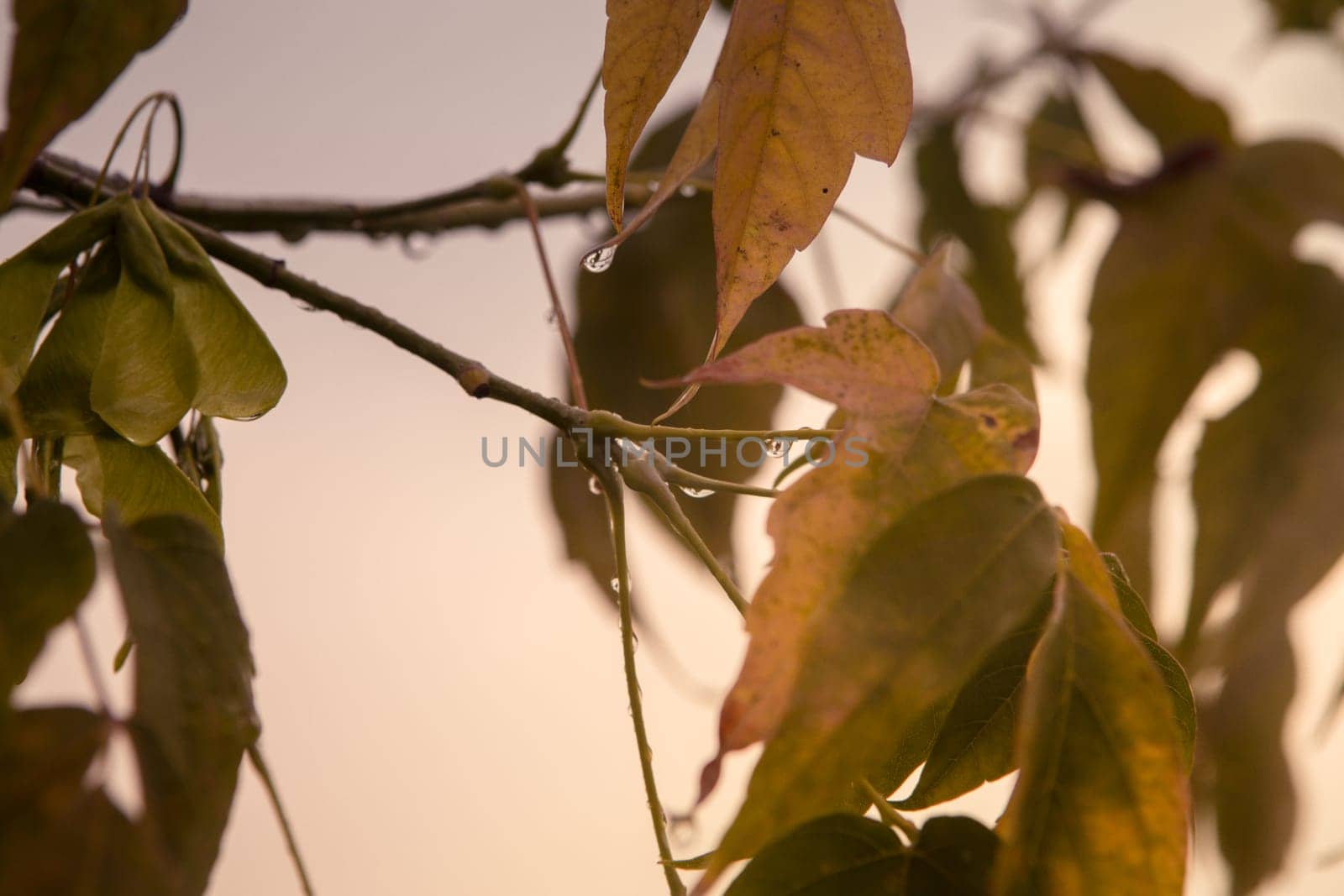 Oak twig with water drop