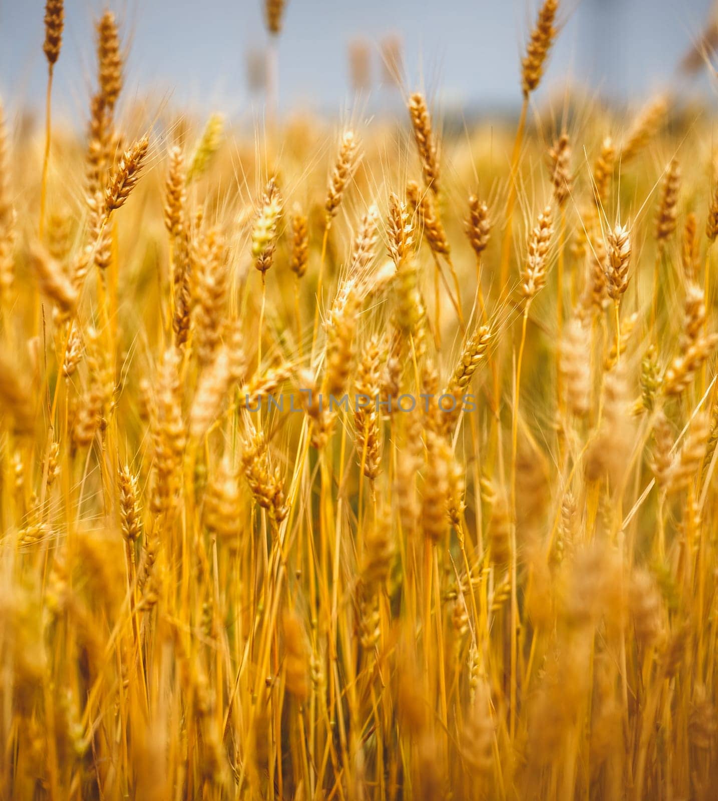 Yellow grain ready for harvest growing in a farm field