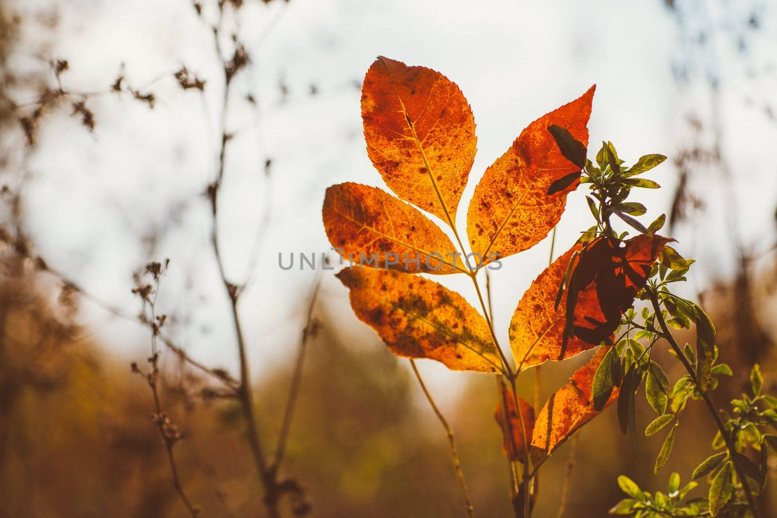 Abstract foliage background, beautiful tree branch in autumnal forest, bright warm sun light, orange dry maple leaves, autumn season