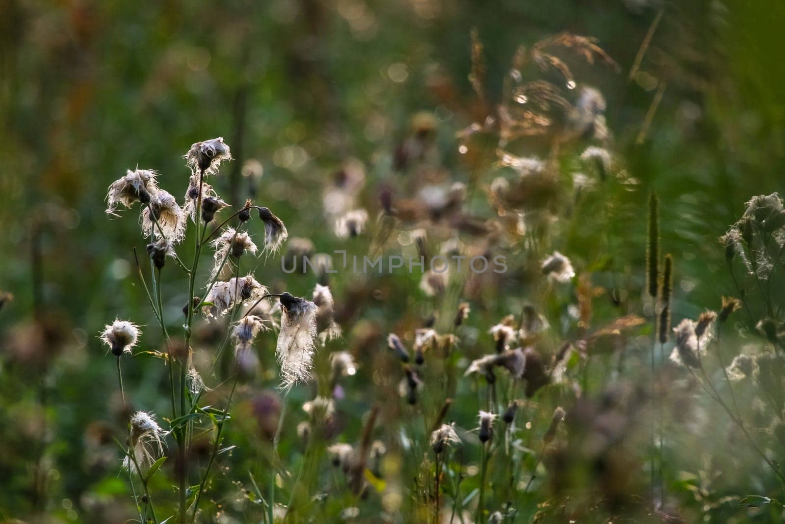Wild flowers. Deflorate flowers. Rural flowers on a green grass. Meadow with rural flowers. Wild flowers. Nature flower. Weed on field. Deflorate weeds on wild meadow.