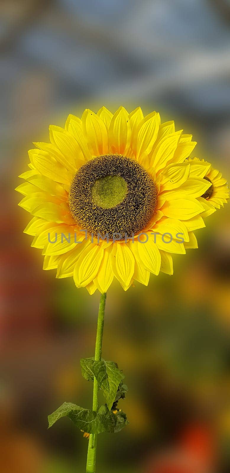 Flower of sunflower isolated on white background.