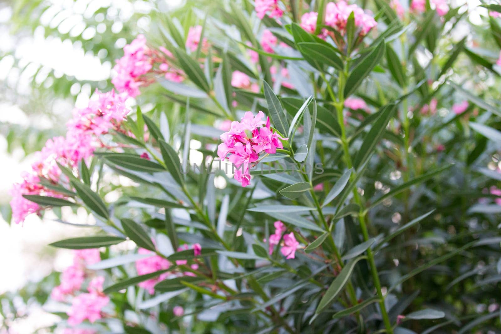 Flower Garden