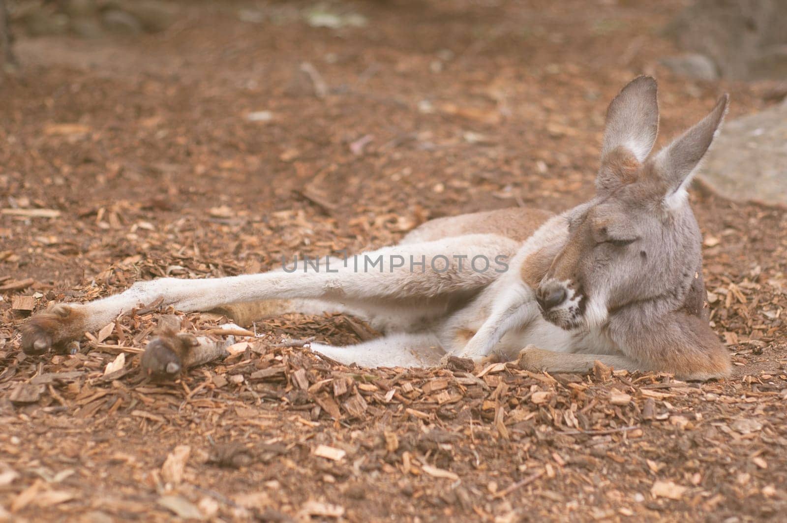 Kangaroo,Australia's largest kangaroo, lying on the ground in  Zoo, Australia.