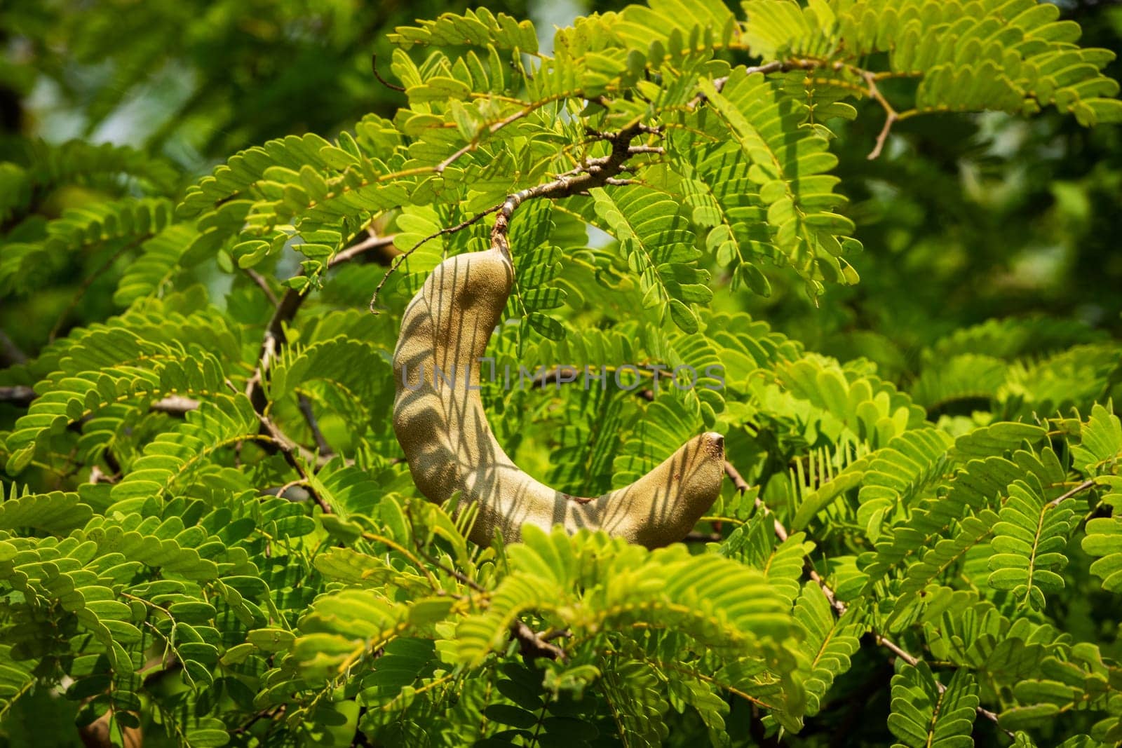 Tamarind On Tree, close up of tropical fruit with leaves