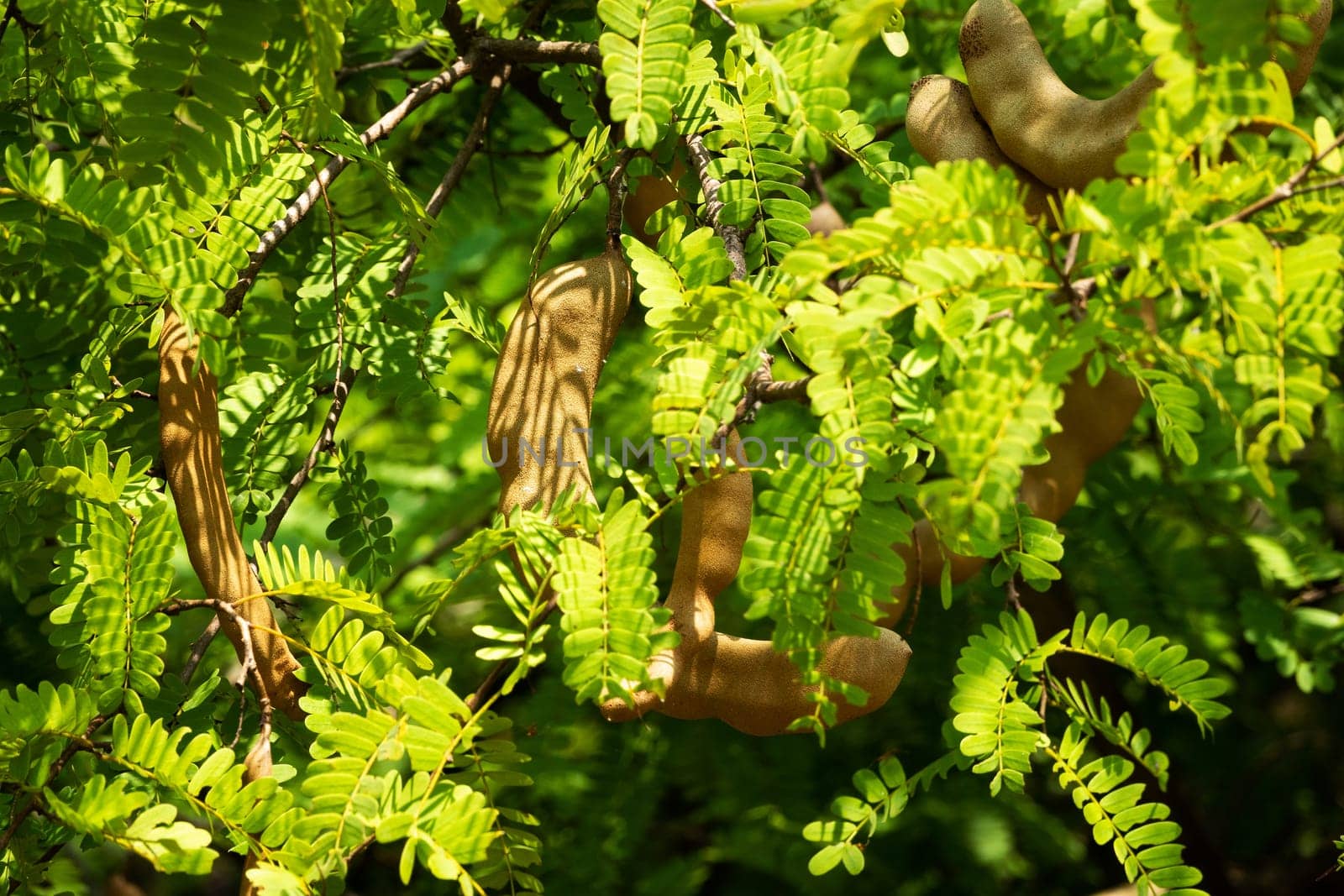 Tamarind On Tree, close up of tropical fruit with leaves