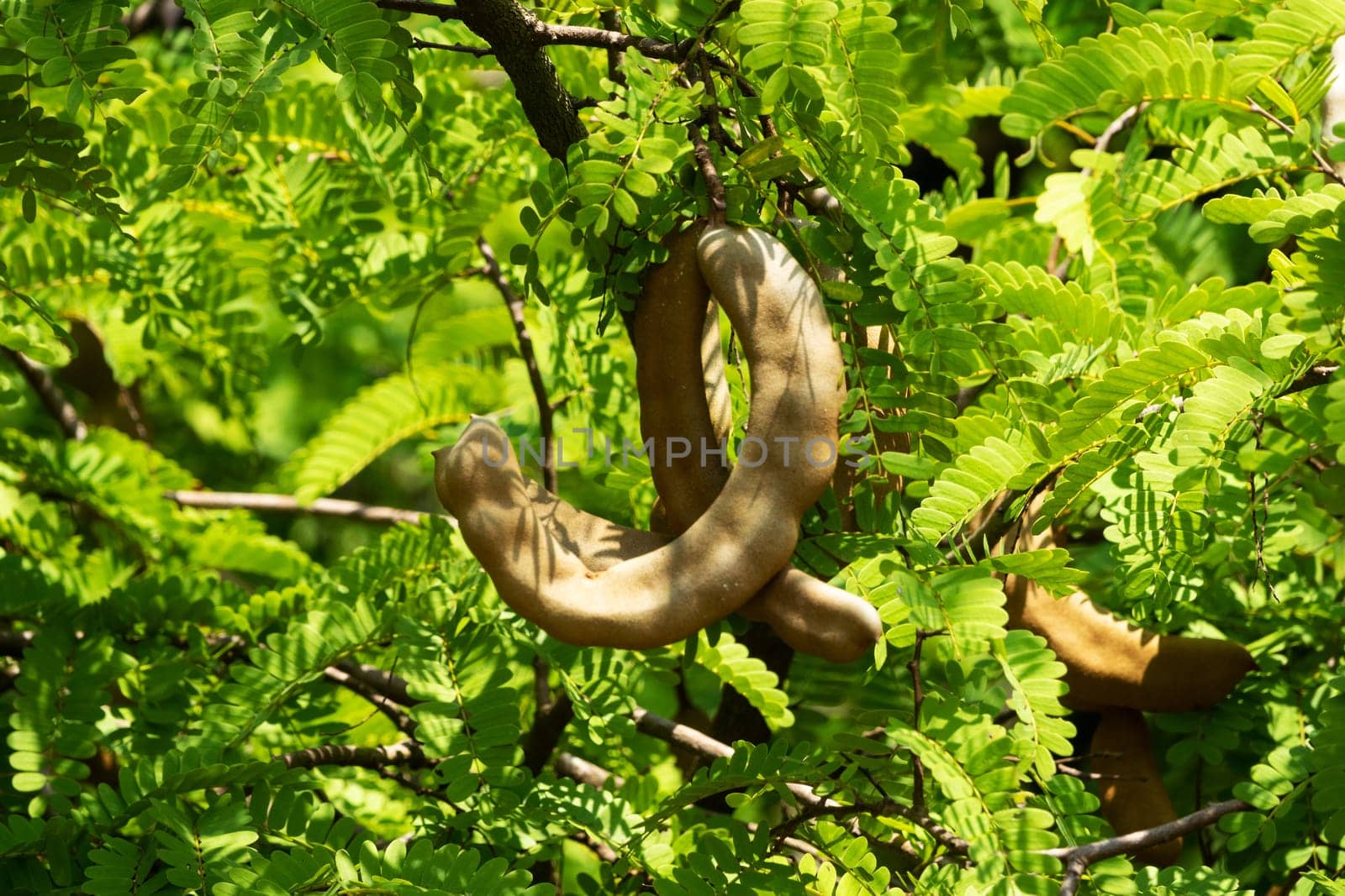 Tamarind On Tree, close up of tropical fruit with leaves