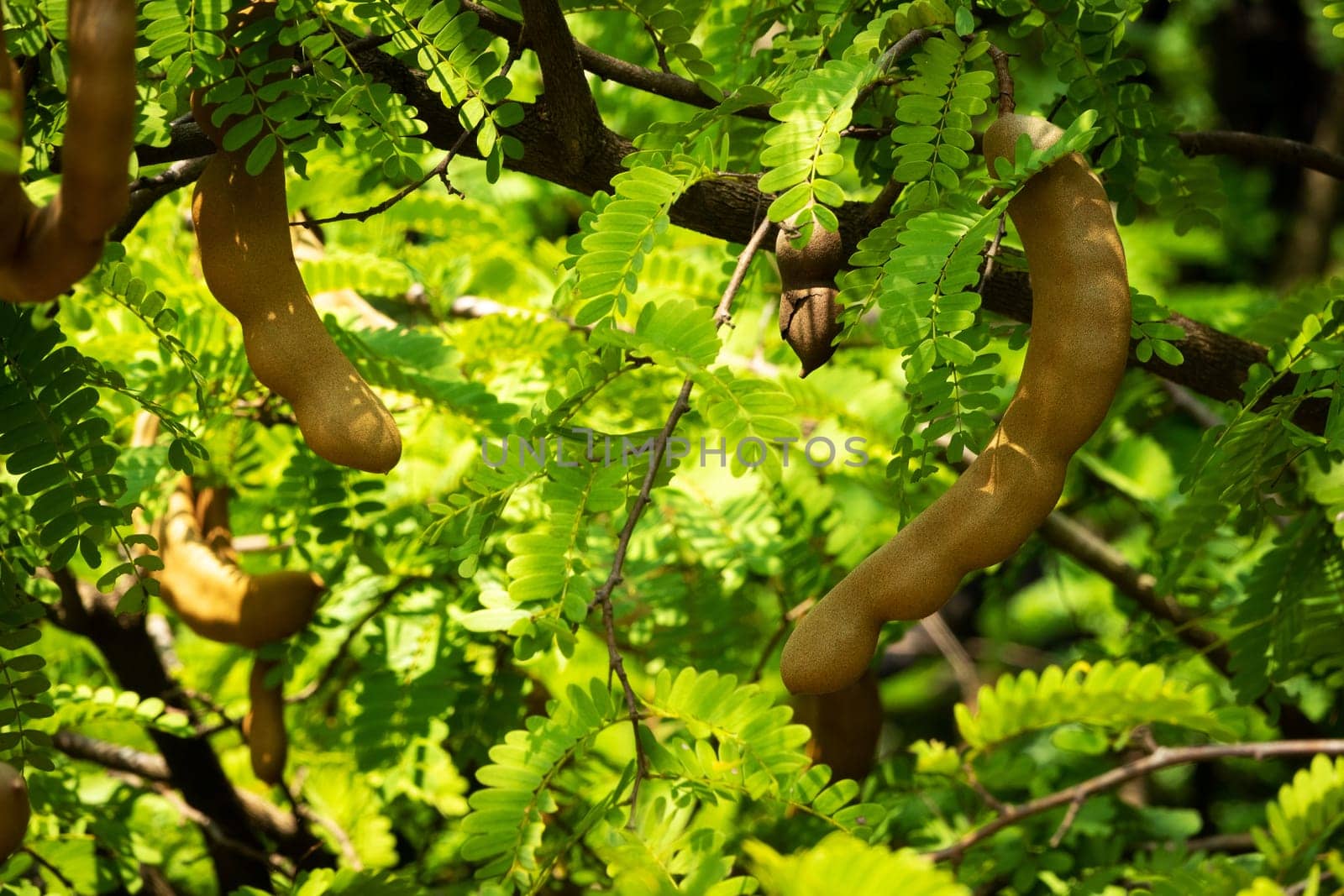 Tamarind On Tree, close up of tropical fruit with leaves