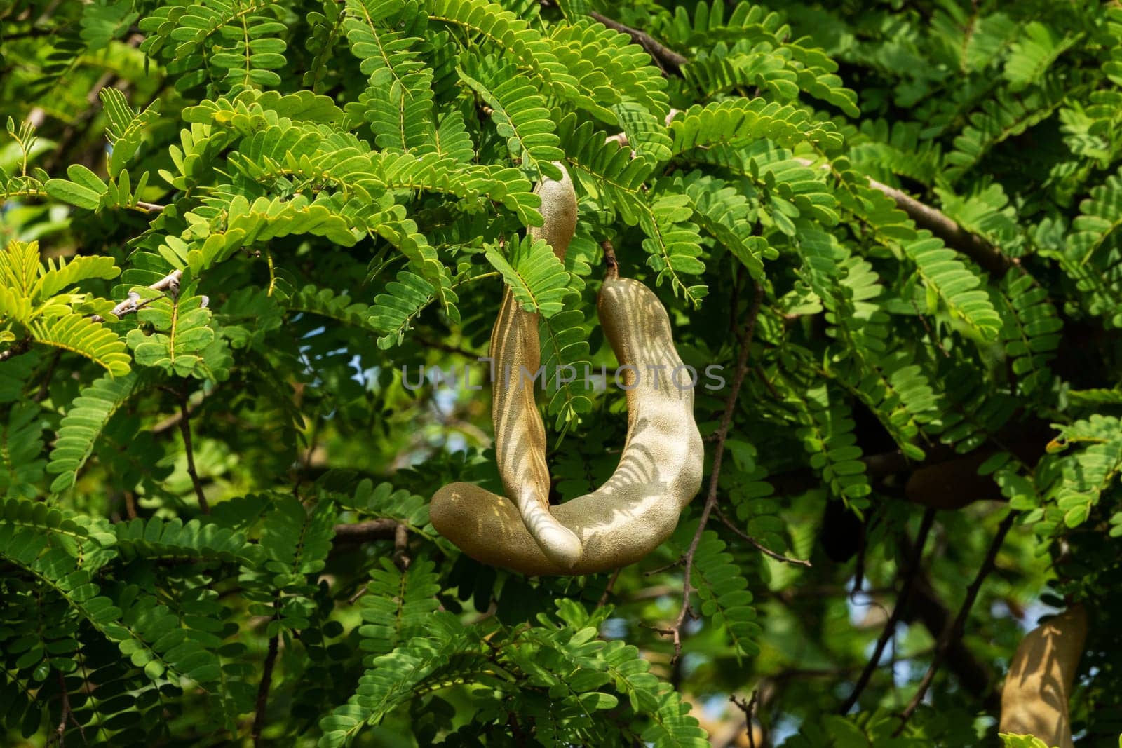 Tamarind On Tree, close up of tropical fruit with leaves