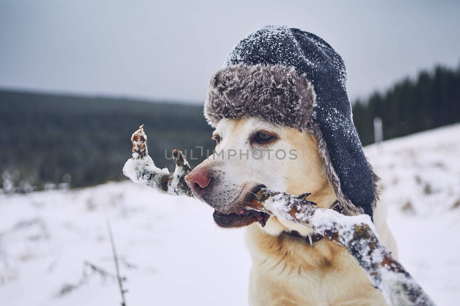 Funny portrait of dog in winter landscape. Labrador retriever with cap on his head.