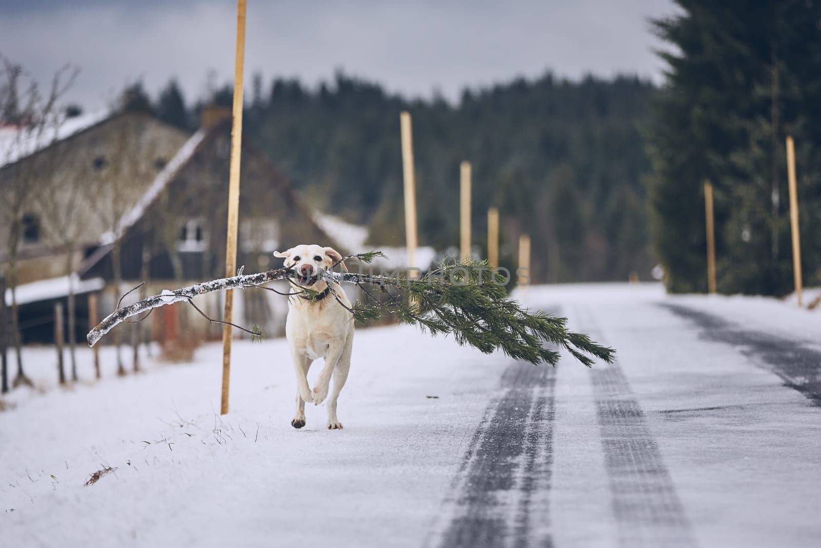 Dog running with "christmas tree"". Labrador retriever holding branch of pine against rural landscape in winter."